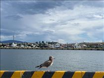るい・海と鳥をいい感じに撮りたくて