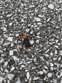 るい・西表島で見た虫　これ、、何だと思う？