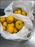今回は柑橘がたーーっくさん！