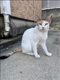 ちょいとお知らせ