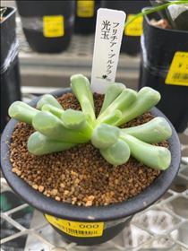 るい・これ何か好き