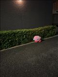黄昏れているのかしら