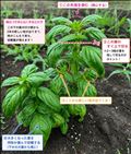 農作業中もチャットGPT