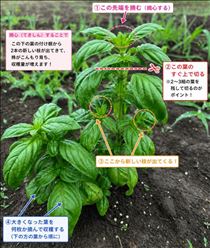 るい・農作業中もチャットGPT