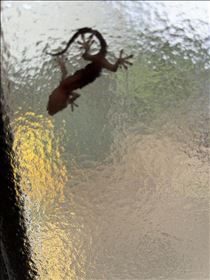 るい・虫食べてるところ見てみたい