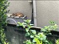 毎朝見たい