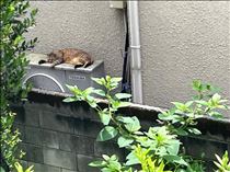 るい・毎朝見たい