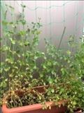 豆苗を植える実験　