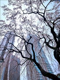 すみれ・枝垂れの先に