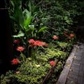 曼珠沙華