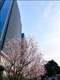 サクラ