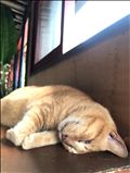 沖縄の猫ちゃん