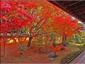 いつか行ってみたい京都の紅葉🍁