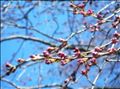 今年の桜の開花予報🌸
