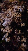 いい匂いの夜