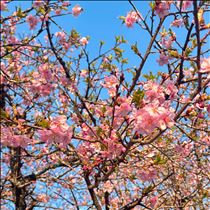 はな・おはよーんヾ(๑⃙⃘´ꇴ｀๑⃙⃘)ﾉ