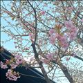 小さな春(❁´ω`❁)