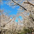 お花見日和～(✿´ ꒳ ` )