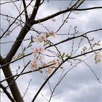 はな・開花ーーーー(๑ˊ͈ ꇴ ˋ͈)ꕤ