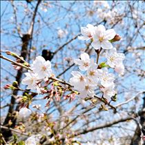 はな・なんでぇ～!?(T ^ T )