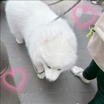 すみれ・かわいい?