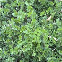 すみれ・おはようございます??