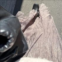 すみれ・おはようございます??