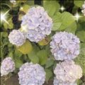 おはようございます(U・?・U)