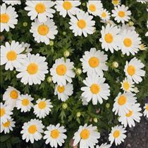 すみれ・出勤します?