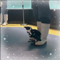すみれ・箱根??
