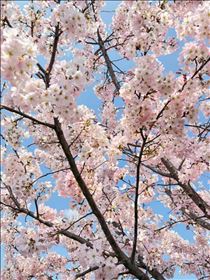 すみれ・良い天気??