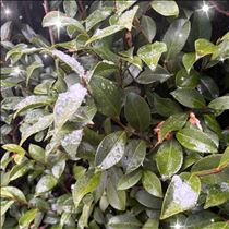 すみれ・出勤します?