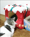 🐱X'masプレゼント🐱