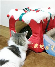 みいな・🐱X'masプレゼント🐱