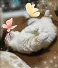 落ちてる猫