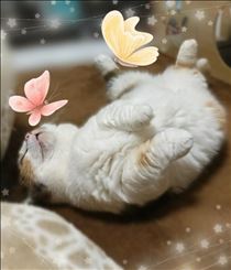 みいな・落ちてる猫