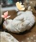 落ちてる猫