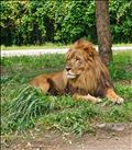 🦁群馬サファリパーク②