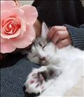 明日は夜トマト