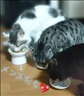 うちのメンズたち🐱