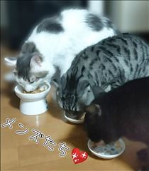 みいな・うちのメンズたち🐱