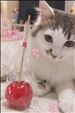 りんご飴🍎