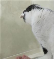 お風呂までついてくる猫😸