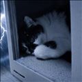 ⚡️雷⚡️が怖い猫🙀