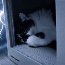 みいな・⚡️雷⚡️が怖い猫🙀