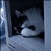 ⚡️雷⚡️が怖い猫🙀