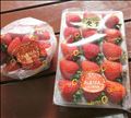 真っ赤でツヤツヤ🍓