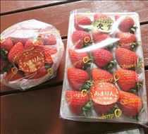 みいな・真っ赤でツヤツヤ🍓
