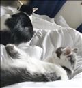 朝起きたら