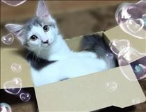 みいな・世界猫の日🐱